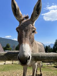 Low angle view of horse standing against sky