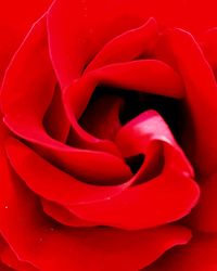 Close-up of red rose