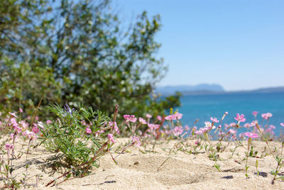 Close-up of pink flowers growing on field against sky