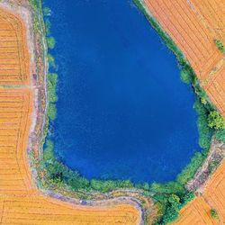 High angle view of multi colored trees on field