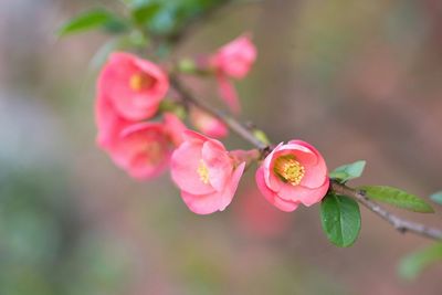 Close-up of pink cherry blossom