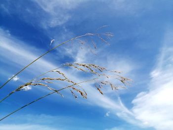 Low angle view of vapor trail in sky panoramic sky