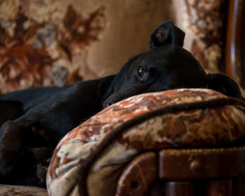 Black dog relaxing on sofa at home