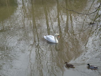 Swan swimming in lake