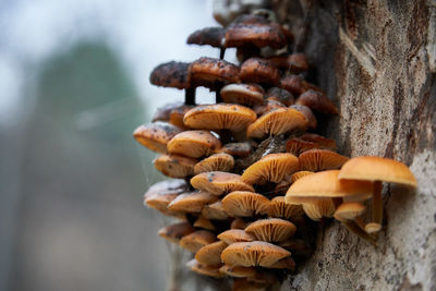 Close-up of pine cone on tree