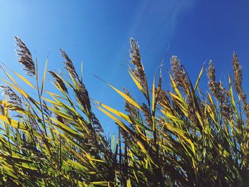 Low angle view of crops against clear blue sky