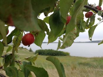 Close-up of berries growing on tree