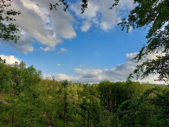 Low angle view of trees against sky