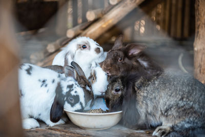 View of dog eating food