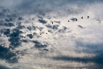 Low angle view of birds flying in sky