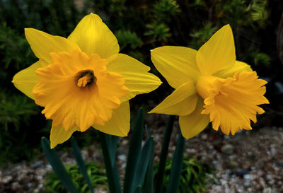 flowering plant