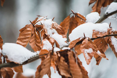 Close-up of dry leaves covered with snow during autumn