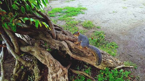 Monkey perching on tree branch