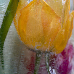 Close-up of sweet food