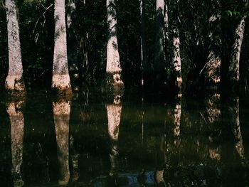 Reflection of trees in lake