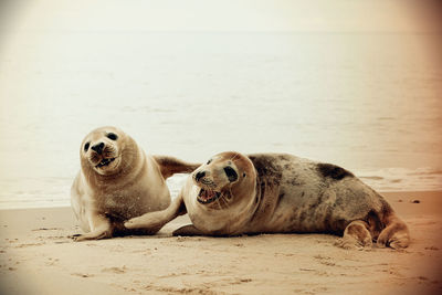 View of dogs relaxing on beach