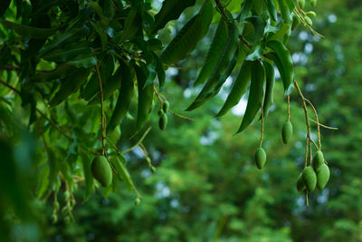 Low angle view of mangoes growing on tree