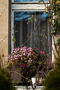 Close-up of purple flowering plants by window of building