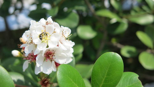 Close-up of white flowering plant