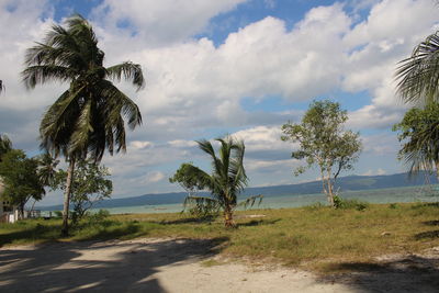 Scenic view of palm trees on field against sky