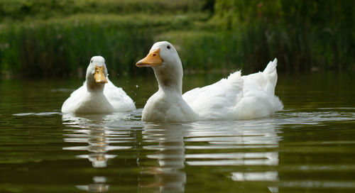 Swans swimming in lake