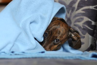 Close-up portrait of dog relaxing