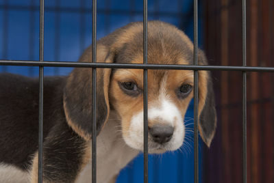 Close-up of beagle puppy in cage
