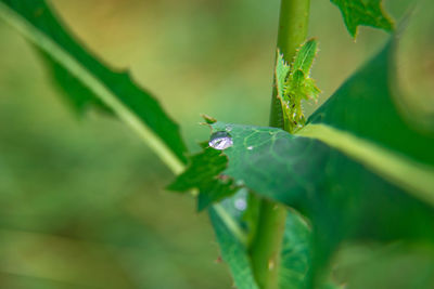 Close-up of raindrops on plant