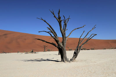 Close up on burn acacia of dedvlei