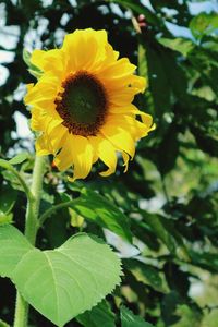 Close-up of yellow flowering plant