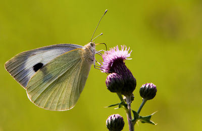 Close-up of butterfly pollinating on purple flower