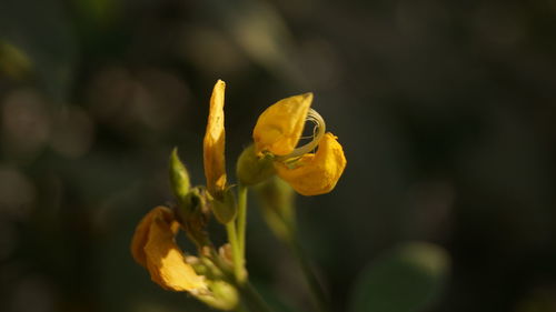 Close-up of yellow flowering plant