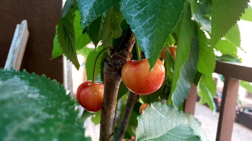 Close-up of fruits growing on tree