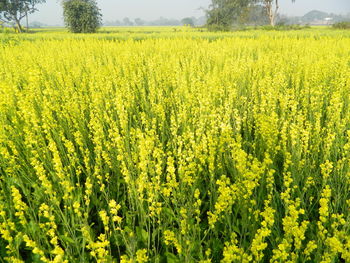 Scenic view of oilseed rape field