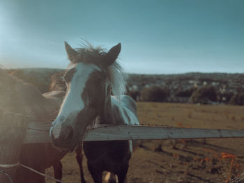 Horse standing in field against sky