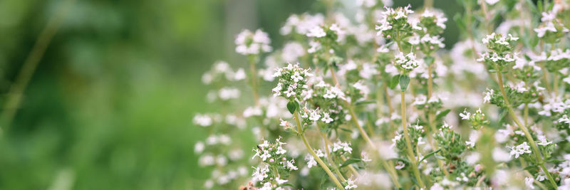Close-up of small flowering plants on field
