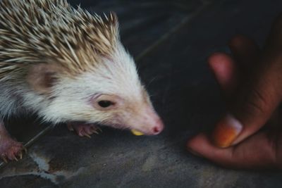 Close-up of hand feeding