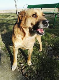 Close-up of golden retriever