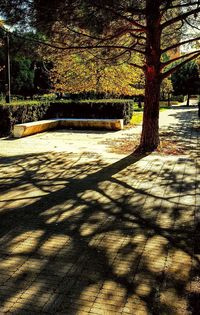 Shadow on tree