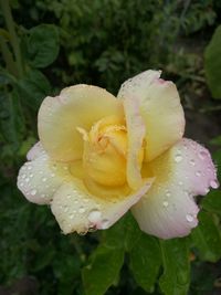 Close-up of wet yellow rose blooming outdoors