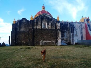 Dog on built structure against sky