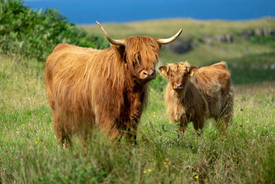 Highland cattle in a field