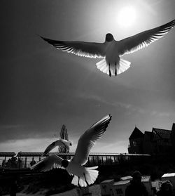 Low angle view of seagull flying against sky