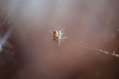 Close-up of spider on web