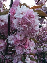 Close-up of pink flowers on tree