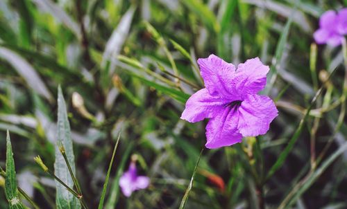 Close-up of purple iris blooming outdoors