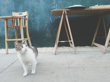 Portrait of cat
