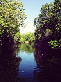Reflection of trees in lake