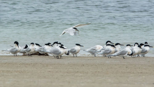 Seagulls on beach