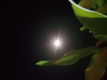 Low angle view of illuminated plant against sky at night